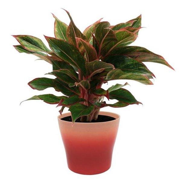 Tuổi Sửu hợp cây gì? Những loại cây giúp tuổi Sửu thêm giàu sang, phú quý-2