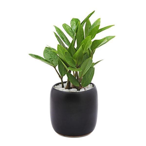 Tuổi Sửu hợp cây gì? Những loại cây giúp tuổi Sửu thêm giàu sang, phú quý-3