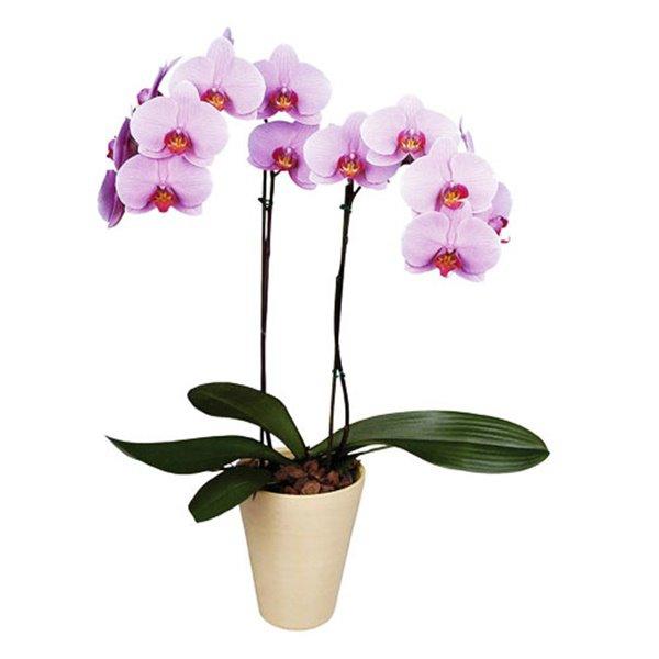 Tuổi Sửu hợp cây gì? Những loại cây giúp tuổi Sửu thêm giàu sang, phú quý-5