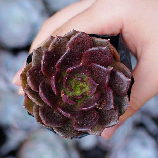 Tuổi Sửu hợp cây gì? Những loại cây giúp tuổi Sửu thêm giàu sang, phú quý-6