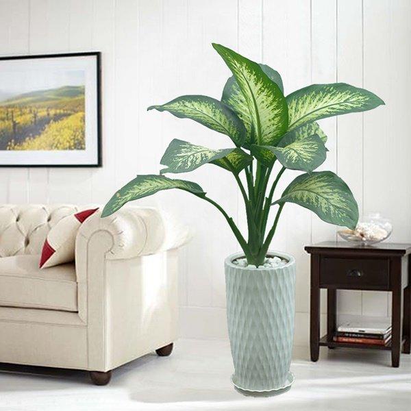 Tuổi Sửu hợp cây gì? Những loại cây giúp tuổi Sửu thêm giàu sang, phú quý-8