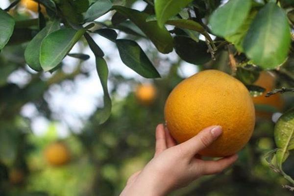 Đi gần 200 km, chi tiền triệu để check-in tại thủ phủ bưởi Diễn Hà Nội-14