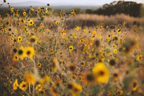 Tử vi thứ Ba ngày 7/1/2020 của 12 con giáp: Tuất cần xem lại cách cư xử, Sửu gặp nhiều chuyện vui-2