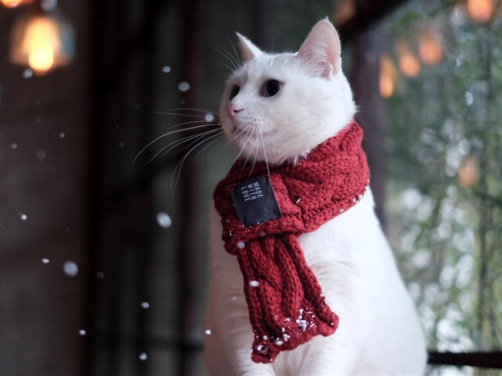 Tử vi thứ Ba ngày 7/1/2020 của 12 con giáp: Tuất cần xem lại cách cư xử, Sửu gặp nhiều chuyện vui-3