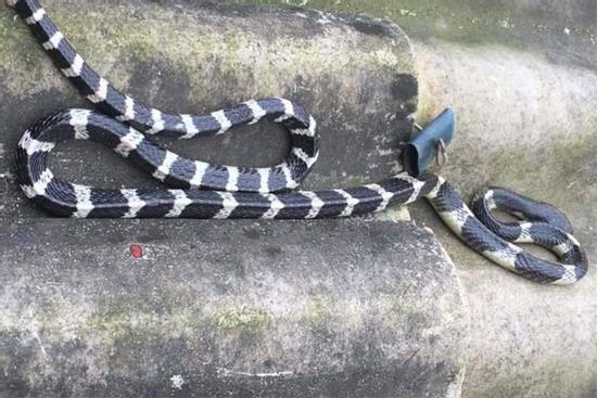 Bé trai 20 ngày tuổi bị rắn bò lên giường cắn chết