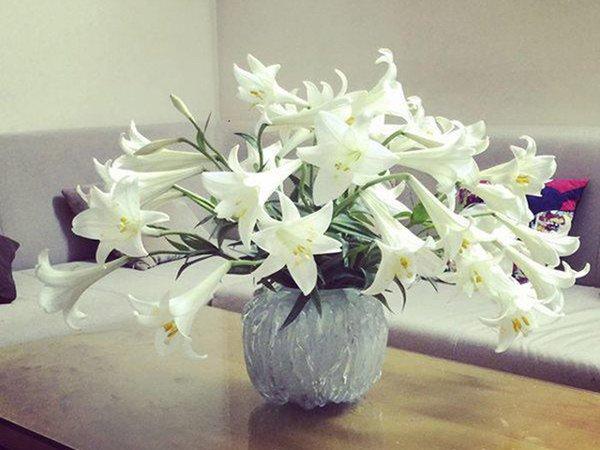 Gần Tết, chị em đi chợ mua hoa cẩn thận 6 loại hoa đẹp nhưng chứa chất độc nguy hiểm-1