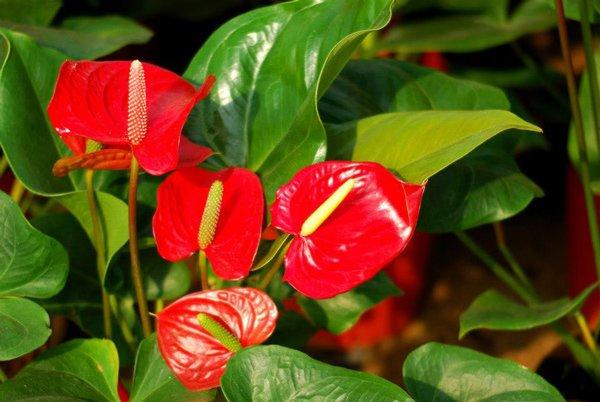 Gần Tết, chị em đi chợ mua hoa cẩn thận 6 loại hoa đẹp nhưng chứa chất độc nguy hiểm-4