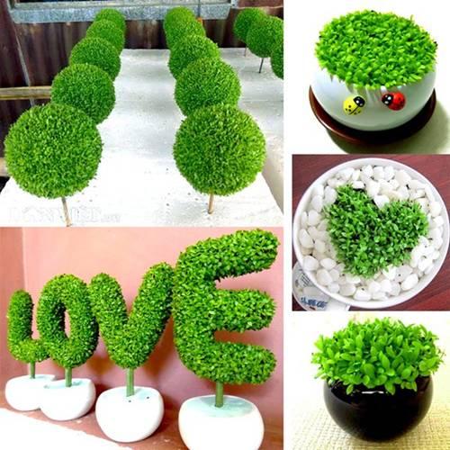 Tuổi Dần hợp cây gì? Người tuổi Dần nên trồng cây gì để năm mới được bình an, may mắn-3