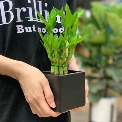 Tuổi Dần hợp cây gì? Người tuổi Dần nên trồng cây gì để năm mới được bình an, may mắn-4