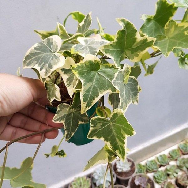 Tuổi Dần hợp cây gì? Người tuổi Dần nên trồng cây gì để năm mới được bình an, may mắn-6