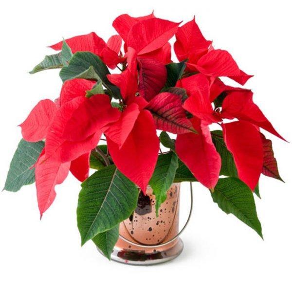 Tuổi Dần hợp cây gì? Người tuổi Dần nên trồng cây gì để năm mới được bình an, may mắn-8