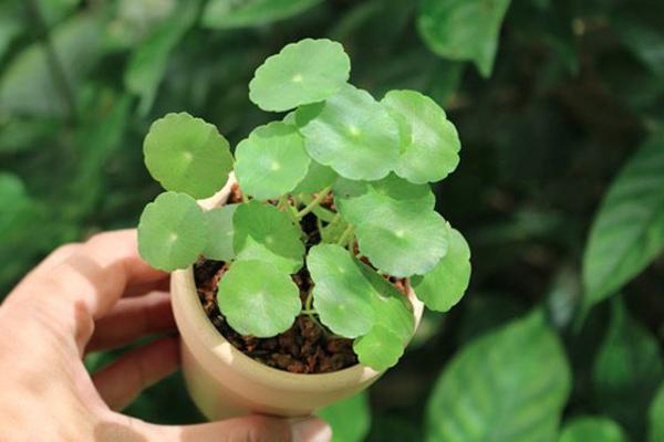 Không chỉ để trang trí, đặt cây cảnh trên bàn làm việc còn có những lợi ích tuyệt vời này-5