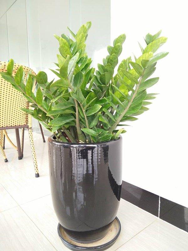 Tuổi Mão hợp cây gì? Chọn cây cảnh phong thủy hợp với tử vi tuổi Mão năm 2020-2