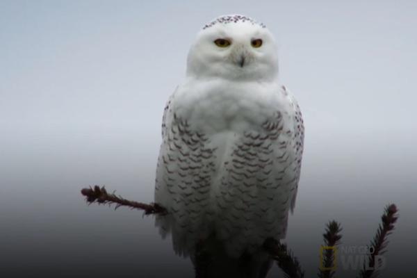 Nghề săn hải mã nặng 2 tấn ở Bắc Cực-1