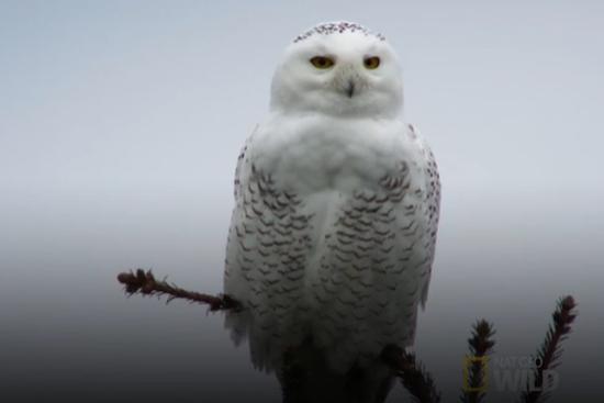 Cách săn mồi nhanh như chớp của cú tuyết