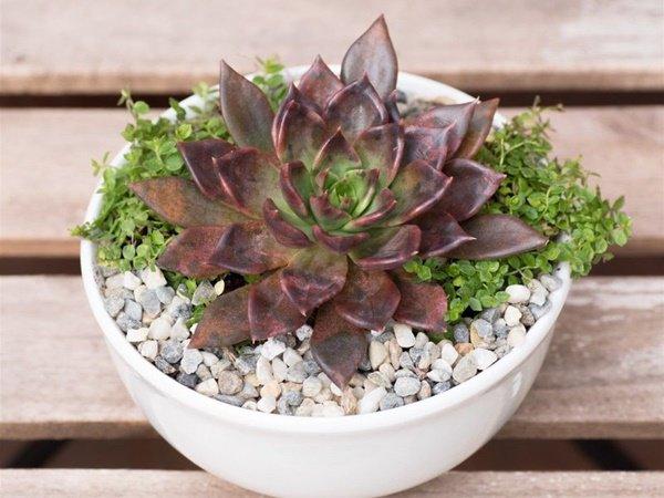 Tuổi Hợi hợp cây gì? Năm 2020 chọn cây nào để tiền vào đầy túi-1