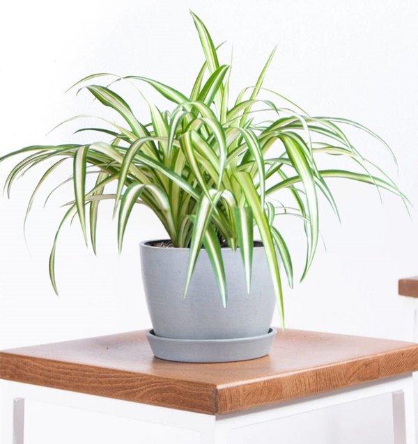 Tử vi 12 cung hoàng đạo Chủ nhật ngày 31/7/2022: Mất tiền vô ích-4