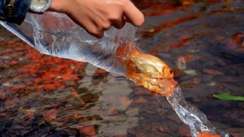 Những điều đại kỵ khi cúng ông Công ông Táo để tránh vận đen kéo đến, cả năm mất tài lộc-2