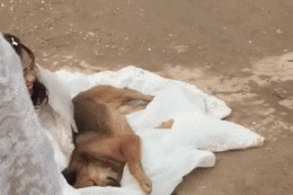 Clip: 'Sen' đi lấy chồng, chú chó buồn tủi chạy theo đến tận nhà trai rồi lăn ra váy cưới ăn vạ