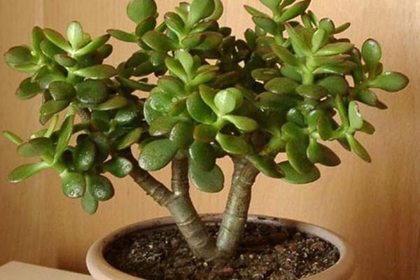 Không phải Cá Tháng 4, 3 con giáp này sắp có cơ hội để thăng tiến trên con đường tài lộc-2