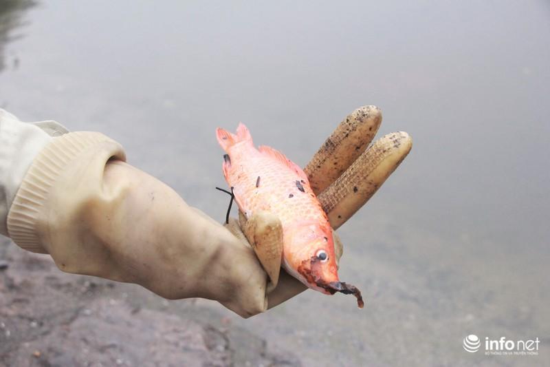 Bi hài cá chép vừa thả xuống hồ, chưa kịp đưa ông Táo chầu Trời đã... gặp nạn-10