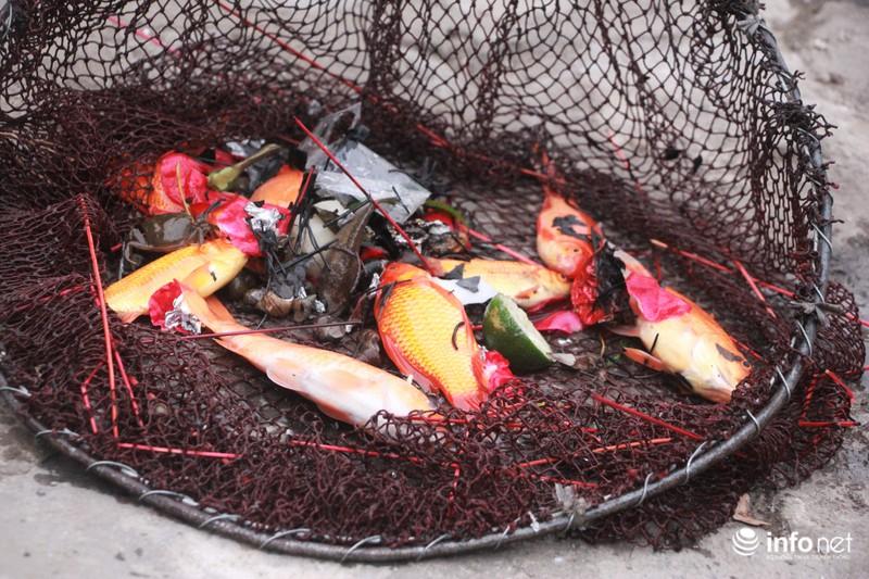 Bi hài cá chép vừa thả xuống hồ, chưa kịp đưa ông Táo chầu Trời đã... gặp nạn-8