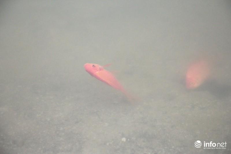 Bi hài cá chép vừa thả xuống hồ, chưa kịp đưa ông Táo chầu Trời đã... gặp nạn-9