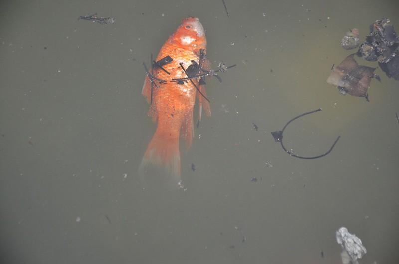 Bi hài cá chép vừa thả xuống hồ, chưa kịp đưa ông Táo chầu Trời đã... gặp nạn-14