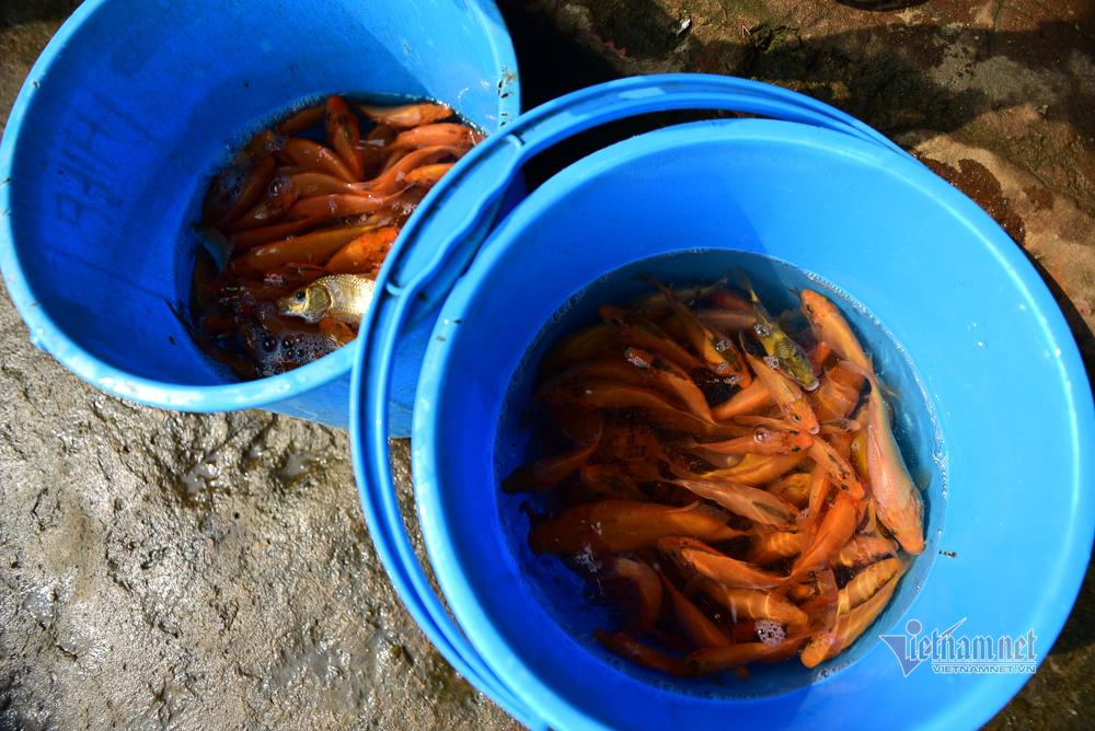 Né quân chích điện, thuê ghe ra giữa sông thả tạ cá ngày ông Công ông Táo-13