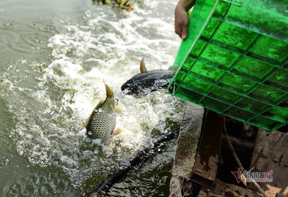 Né quân chích điện, thuê ghe ra giữa sông thả tạ cá ngày ông Công ông Táo-11