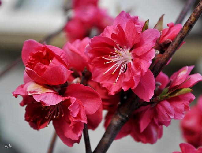 Bên cạnh đó, theo quan niệm dân gian, đào được coi là tinh hoa của Ngũ hành, có thể xua đuổi bách quỷ, mang đến cho con người cuộc sống hạnh phúc, bình an. Một cành đào để trang trí nhà cửa dịp Tết sẽ giúp căn nhà của bạn tràn đầy sức sống, đem lại may mắn, thịnh vượng và thành công