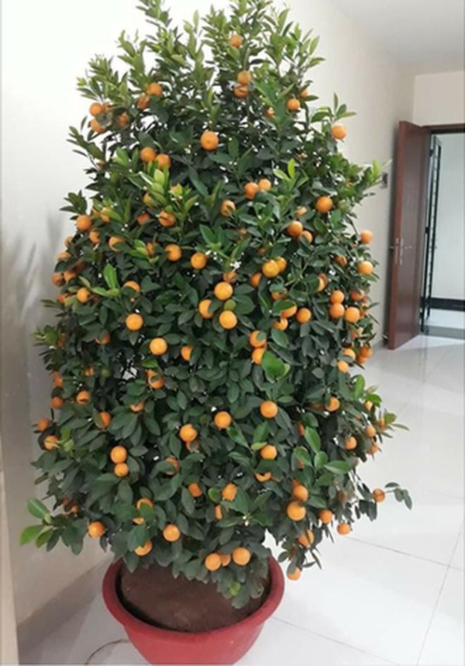 Lỡ mua phải loạt cây cảnh bị trúng lời nguyền để chơi Tết: Nhìn mà tức lắm luôn á!-1