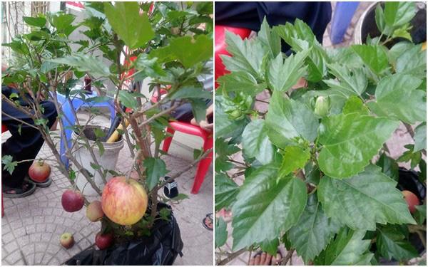 Lỡ mua phải loạt cây cảnh bị trúng lời nguyền để chơi Tết: Nhìn mà tức lắm luôn á!-3