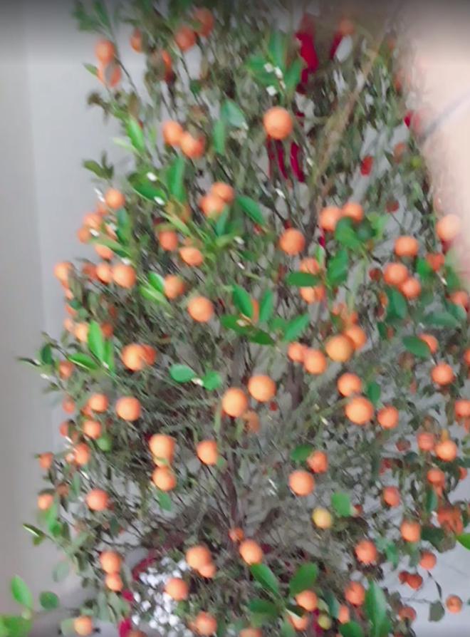 Lỡ mua phải loạt cây cảnh bị trúng lời nguyền để chơi Tết: Nhìn mà tức lắm luôn á!-2