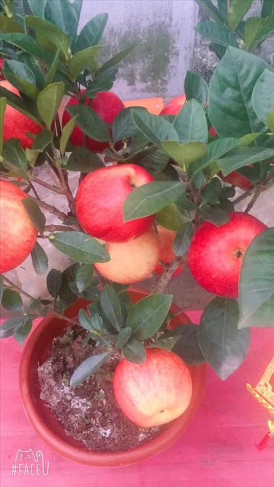 Lỡ mua phải loạt cây cảnh bị trúng lời nguyền để chơi Tết: Nhìn mà tức lắm luôn á!-4