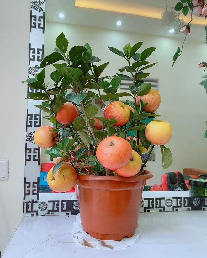 Lỡ mua phải loạt cây cảnh bị trúng lời nguyền để chơi Tết: Nhìn mà tức lắm luôn á!-5