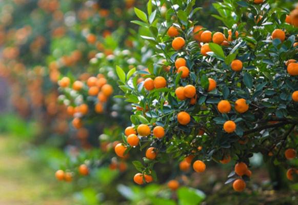 Đi chợ hoa ngày Tết, cậu bé táy máy vặt quất nghịch, phản ứng người mẹ khiến ông chủ cây không giận mà quyết định mừng tuổi đứa trẻ-1