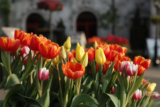 Sắc màu xuân bung tỏa trên cánh đồng hoa tulip Hà Lan