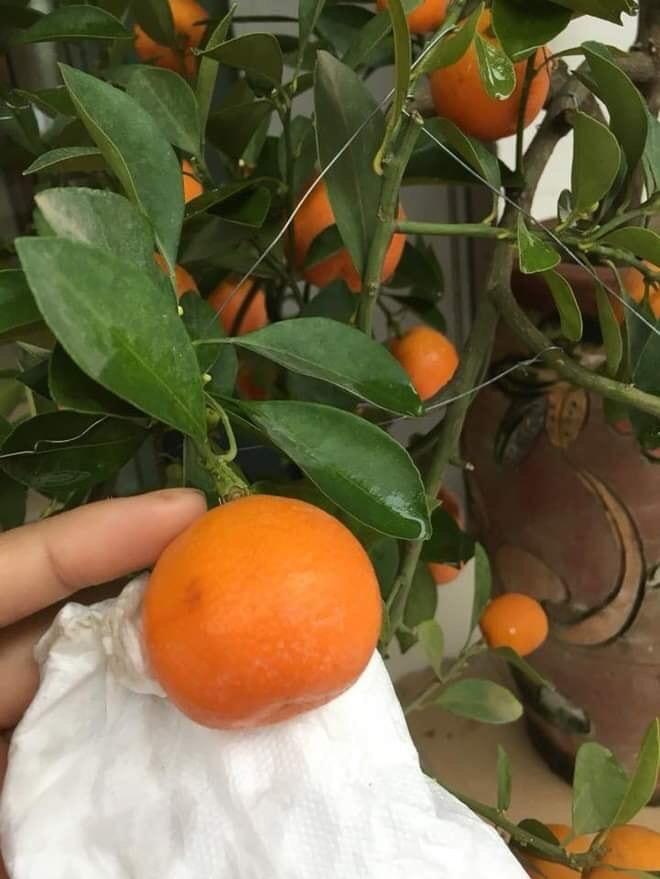 1001 nỗi ám ảnh dọn nhà ngày Tết-5