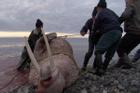 Nghề săn hải mã nặng 2 tấn ở Bắc Cực