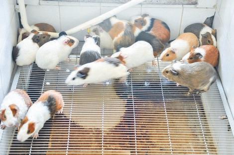 Độc nhất Việt Nam, nuôi 17 ngàn con chuột, ở chung cư, ăn bánh quy-1