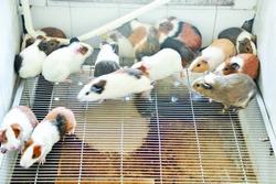 Độc nhất Việt Nam, nuôi 17 ngàn con chuột, ở chung cư, ăn bánh quy