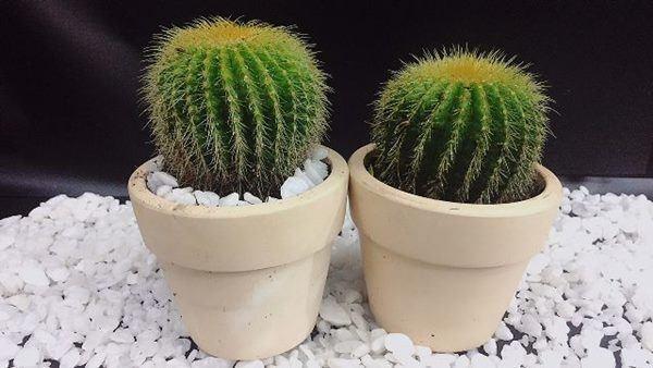 Đầu năm trồng cây lấy lộc chớ chọn 3 loại này kẻo mất vui cả năm-1