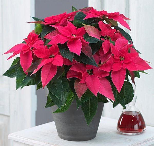 Đầu năm trồng cây lấy lộc chớ chọn 3 loại này kẻo mất vui cả năm-3