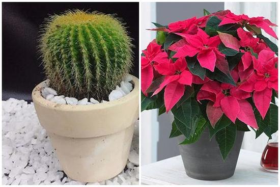 Đầu năm trồng cây lấy lộc chớ chọn 3 loại này kẻo mất vui cả năm