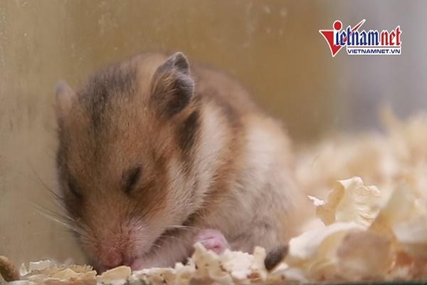 Rùng mình ve chó làm tổ trong tai, yêu boss phải tỉnh táo nhé các con sen mê muội-1