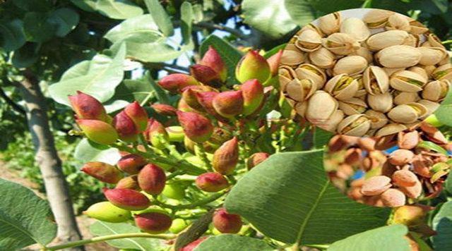 Ăn hạt dẻ cười dịp Tết giảm mỡ máu, ngừa bệnh tim nhưng lưu ý 3 điều kẻo hại thân-2