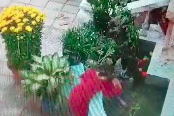 Clip: Đi chùa vãn cảnh nhưng người đàn ông trèo hẳn lên cây bưởi để chụp ảnh, tạo dáng-2