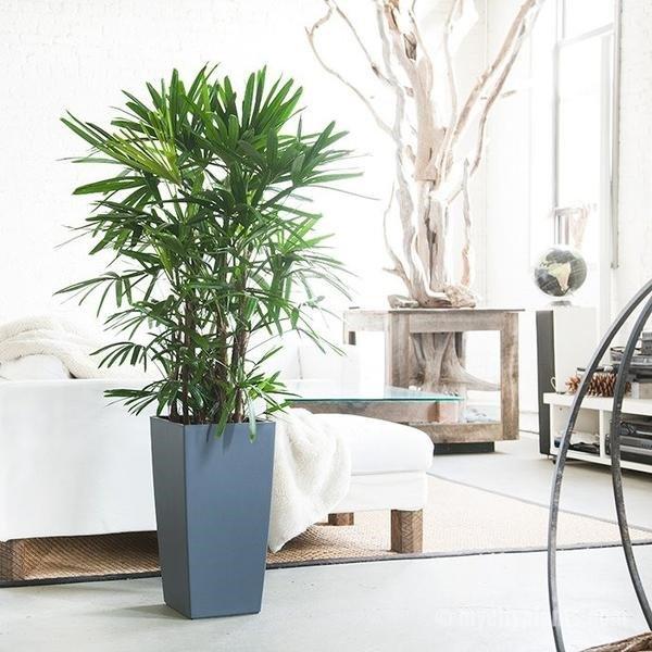 Cây trúc mây - bảo bối đem lại may mắn ngày đầu năm-2