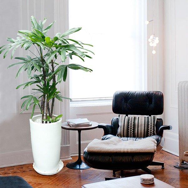 Cây trúc mây - bảo bối đem lại may mắn ngày đầu năm-3